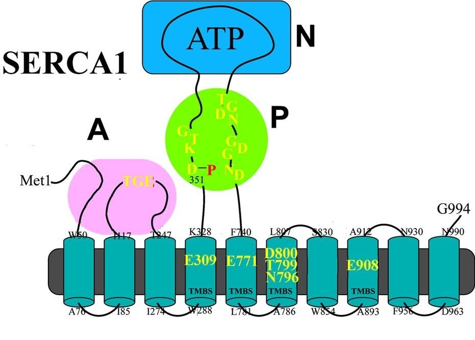 Ca2+ and Cu2+ ATPases are enzyme proteins that utilize ATP for active transport of Ca2+ or Cu2+ across intracellular or cellular membranes.1-4 These enzymes are referred to as P-type ATPases since they utilize ATP through formation of a phosphorylated intermediate (E-P) whose phosphorylation potential affects orientation and affinity of bound cations by means of extended conformational changes. Thereby specific cations are transported across membranes, forming transmembrane gradients in the case of Ca2+, or accepting Cu2+ from delivering proteins on one side of the membrane and releasing it to carrier proteins on the other side. Binding of Ca2+ or Cu2+ is required for enzyme activation and utilization of ATP by transfer of ATP terminal phosphate to a conserved aspartate residue. The ATPase protein is composed of a transmembrane region composed of helical segments and including the cation binding site (TMBS), and a cytosolic headpiece with three domains (A, N and P) containing the catalytic and phosphorylation site.